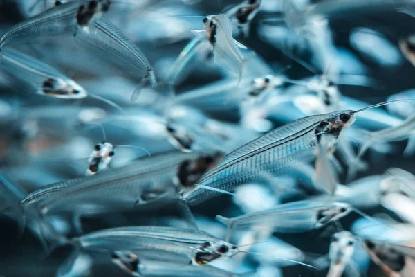 Ghost Fish (Kryptopterus vitreolus)