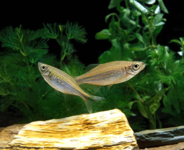 Giant Danio (Danio aequipinnatus)