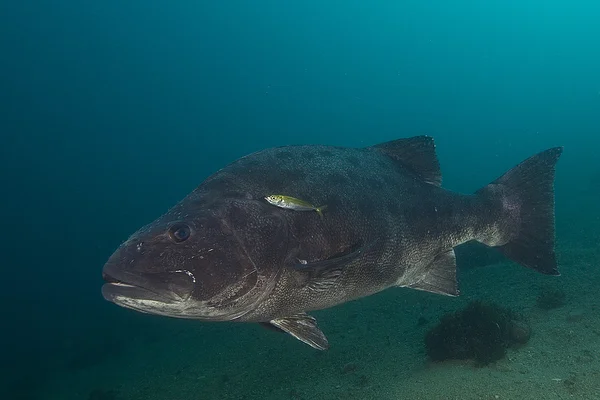 Giant Sea Bass (Stereolepis gigas)