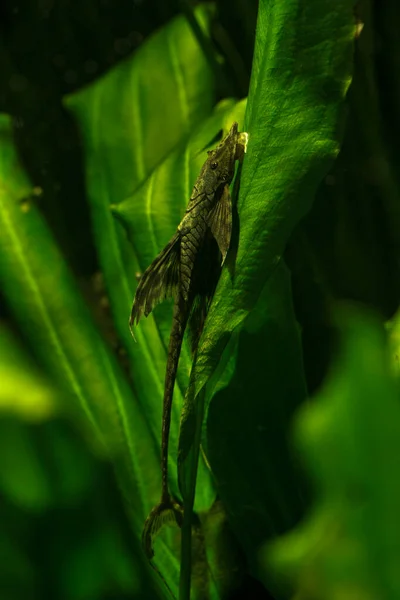 Giant Whiptail Catfish (Sturisoma aureum)