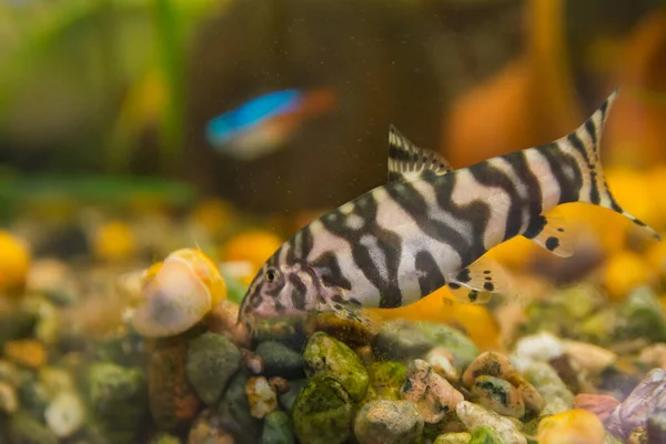 Golden Zebra Loach (Botia robusta)