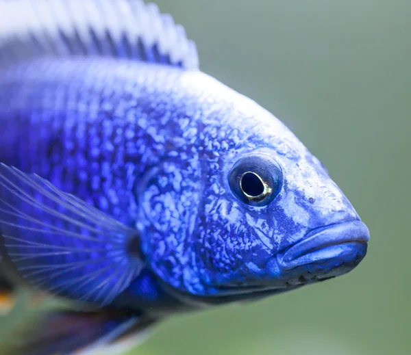 Hap Electric Blue (Sciaenochromis ahli)