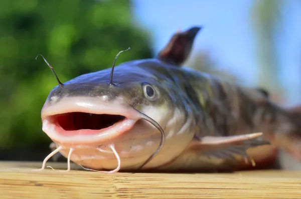 Hardhead Catfish (Ariopsis felis)