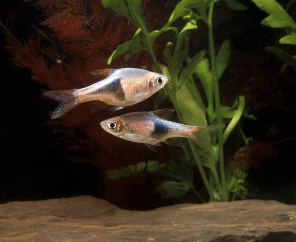 Harlequin Rasbora (Rasbora heteromorpha)