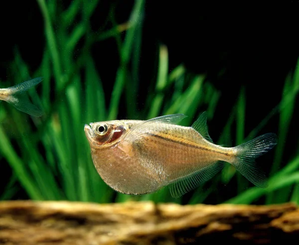 Hatchetfish (Gasteropelecus sternicla)