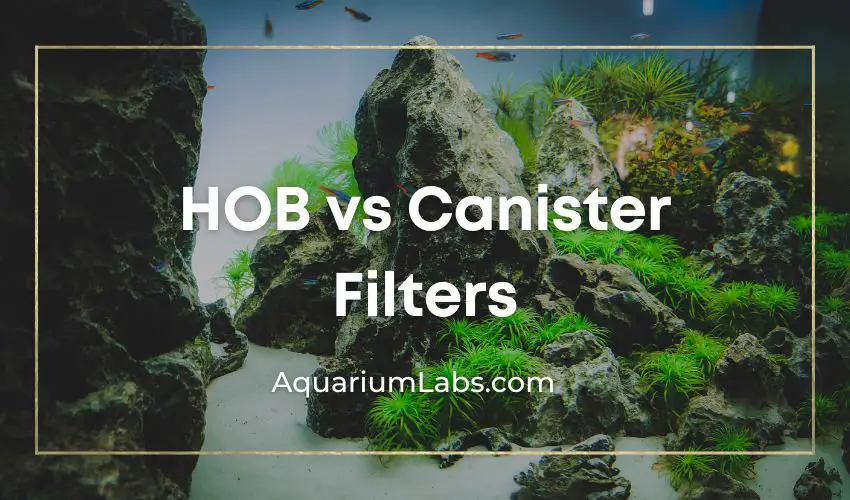 Hob Vs Canister Filter Featured Image V2