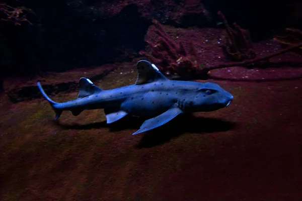 Horn Shark (Heterodontus francisci)