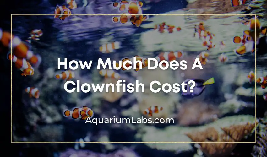 How Much Does A Clownfish Cost - Featured Image