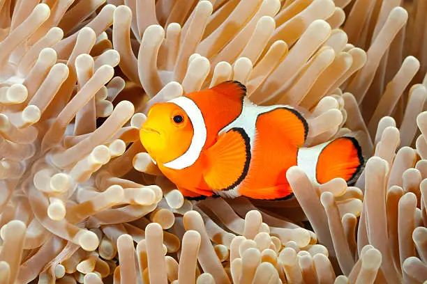 How Often Should You Feed Clownfish