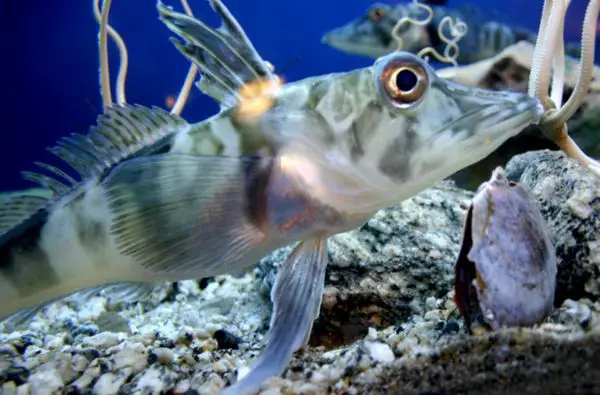 Icefish (Chionodraco hamatus)