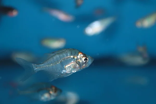 Indian Glassfish (Parambassis ranga)