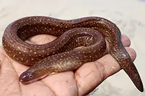 Indian Mud Moray Eel (Gymnothorax tile)