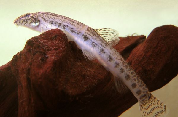 Indian Spiny Loach (Lepidocephalichthys thermalis)