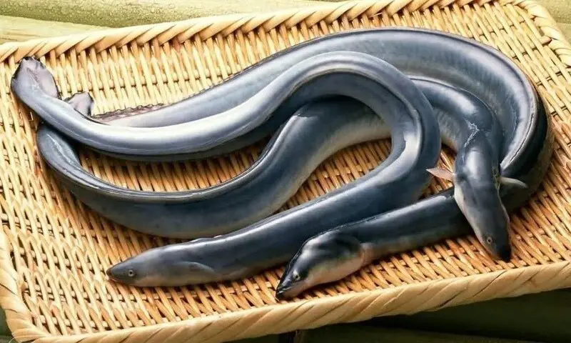 Japanese Eel