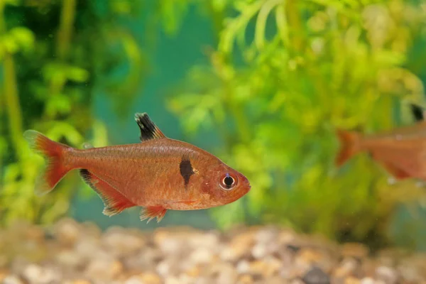 Jewel Cichlid