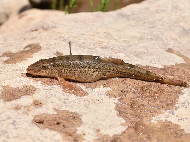 Kafirnigani Gray Loach (Triplophysa dorsalis kafirnigani)