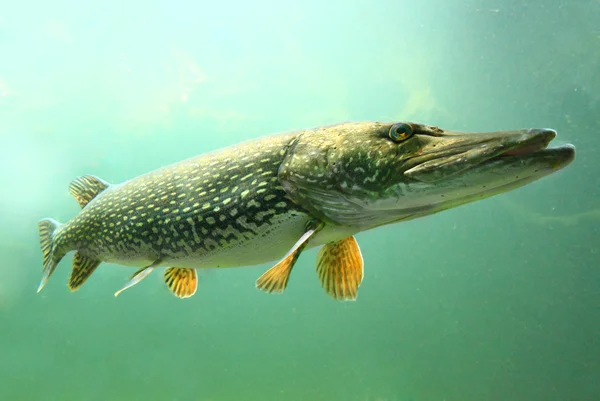 Kafue Pike (Hepsetus cuvieri)