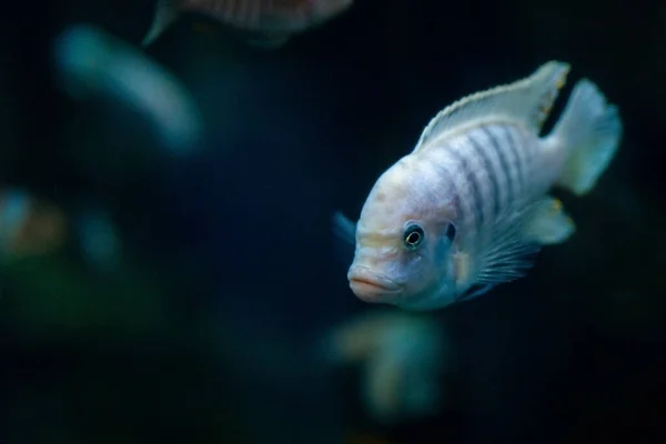 Kenyi Cichlid (Maylandia lombardoi)