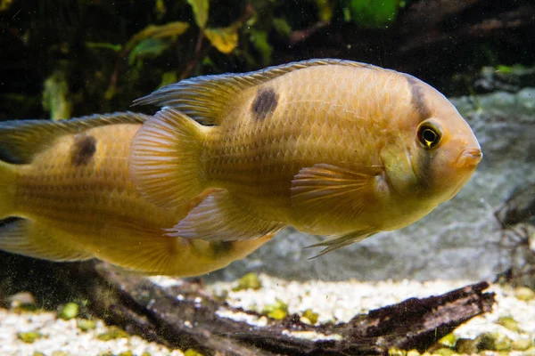 Keyhole cichlid (Cleithracara maronii)