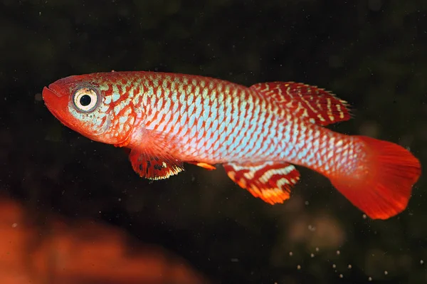 Killifish (Nothobranchius flammicomantis Kisaki)