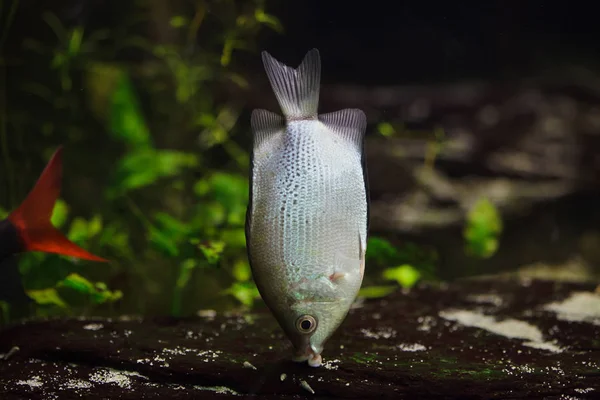 Kissing Fish (Helostoma temminckii)