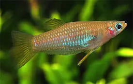 Knife Livebearer (Alfaro cultratus)