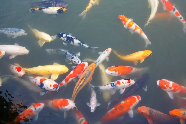 Koi Carp (Cyprinus carpio)