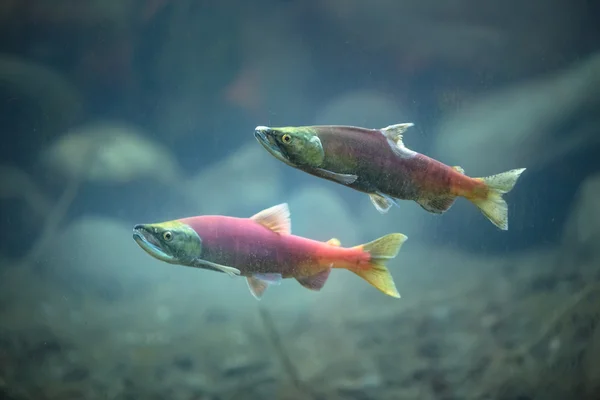 Kokanee Salmon (Oncorhynchus nerka)