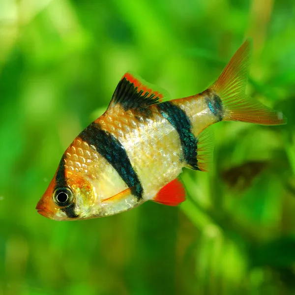 Kooliad barb (Barbus tetrazona)