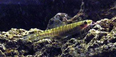 Kuiper's Loach (Nemacheilus selangoricus)