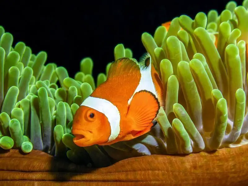 Lone Clownfish Still Alter its Sexual Identity
