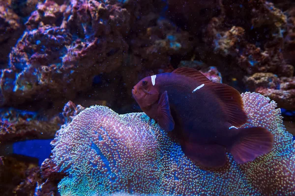 Maroon Clownfish (Premnas biaculeatus)