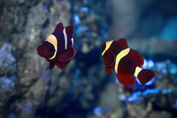 Maroon Clownfish