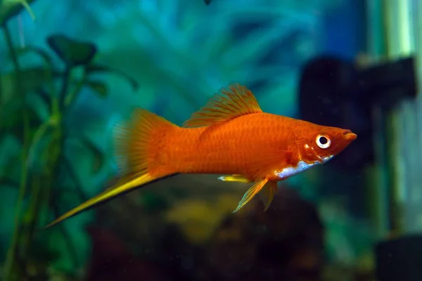 Orange Xiphophorus Hellerii in aquarium