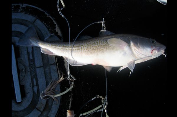 Pacific Cod (Gadus macrocephalus)