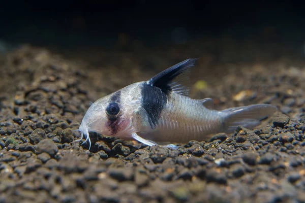 Panda Corydoras (Corydoras panda)