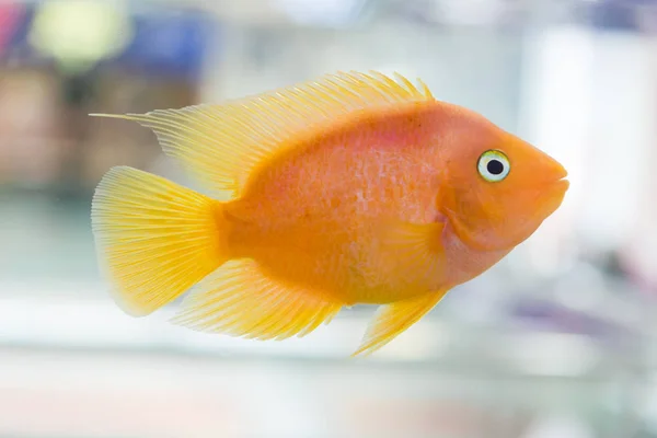 Parrot Cichlid (Hoplarchus psittacus)