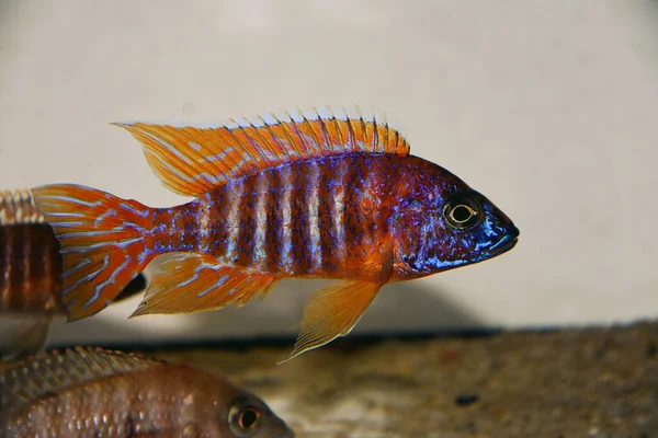 Peacock Cichlid (Aulonocara Nyassae)