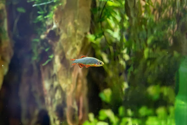 Pearl Danio (Brachydanio albolineatus)