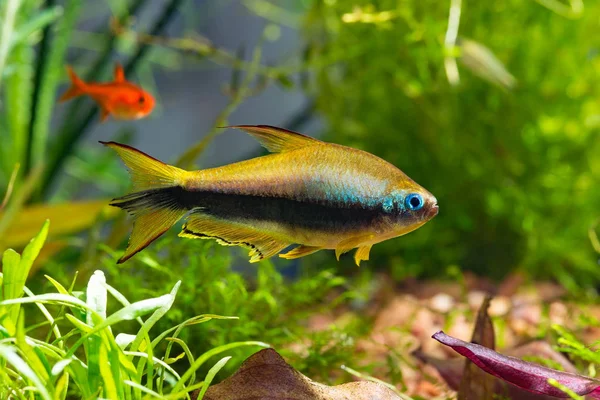 Photo of Rainbow Tetra in aquarium with plants at the back