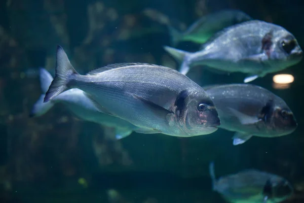 Photo of a Xantic Sargo in an aquarium