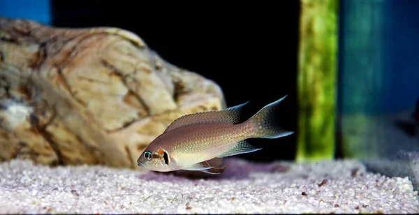 Photo of small fairy cichlids in aquarium