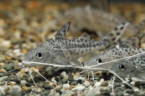 Photo of three eatherfin Catfish together