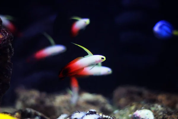 Photos of Dartfish in aquarium