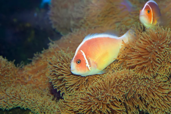 Pink Skunk Clownfish