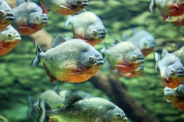 Piranha (Pygocentrus nattereri)