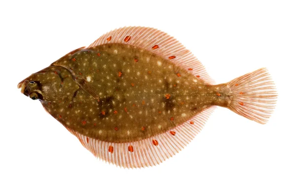 Plaice (Pleuronectes platessa)