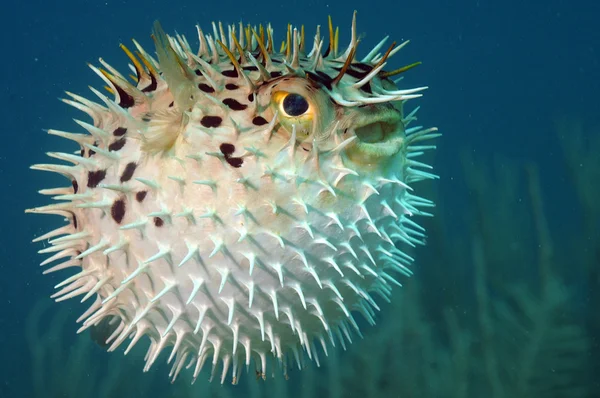 Pufferfish (Torquigener albomaculosus)