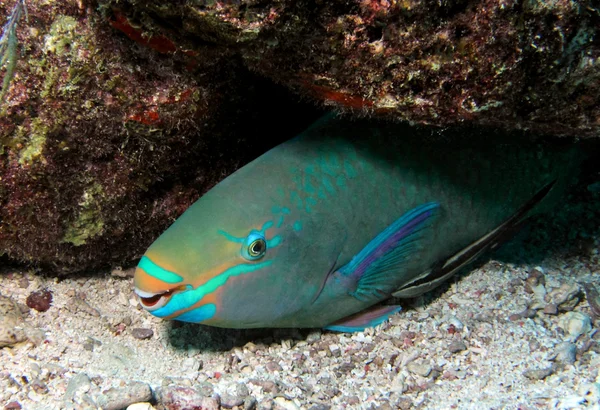 Queen Parrotfish