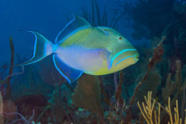 Queen Triggerfish